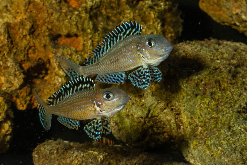 Xenotilapia papilio 'Tembwe Deux'